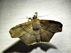 Gracilodes nysa