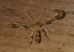 Geina periscelidactylus