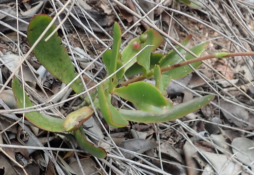 Crassula atropurpurea