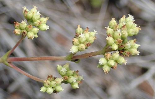 Crassula atropurpurea