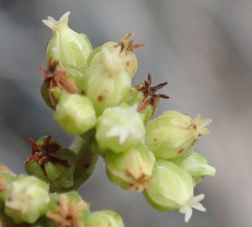 Crassula atropurpurea