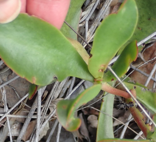 Crassula atropurpurea