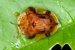 Laccoptera