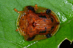 Laccoptera
