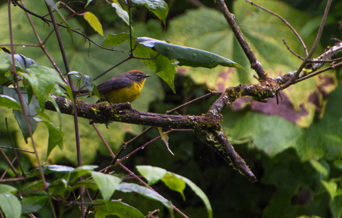 Brown-capped Whitestart (Myioborus brunniceps), photo 3