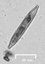 Naviculales