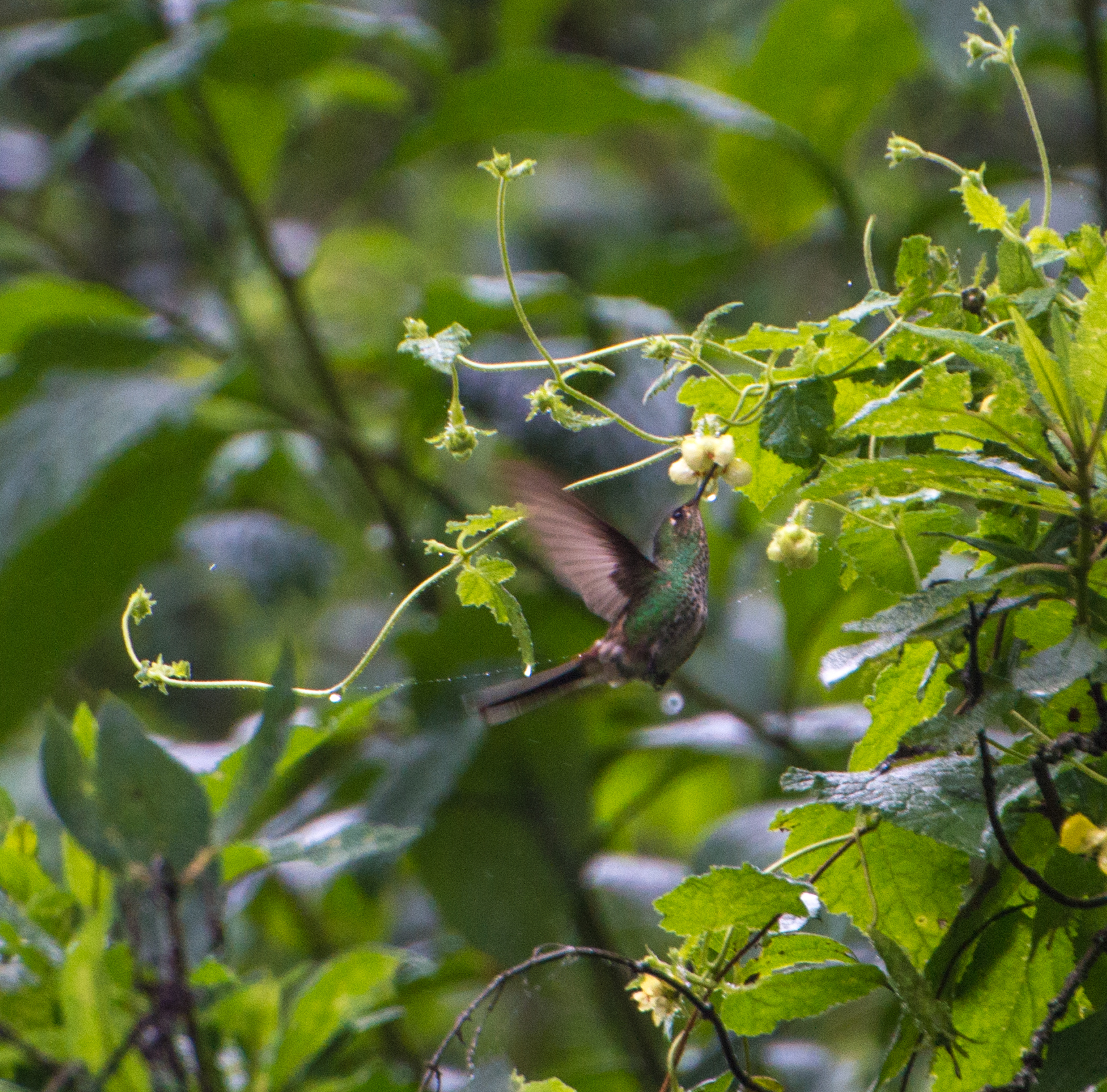 Red-tailed Comet (Sappho sparganurus), photo 4
