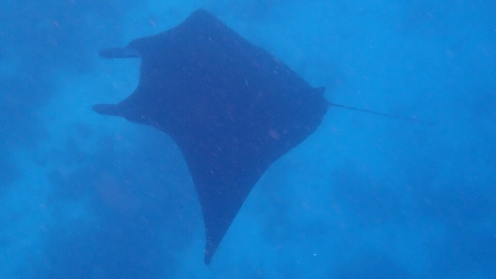 Reef manta ray