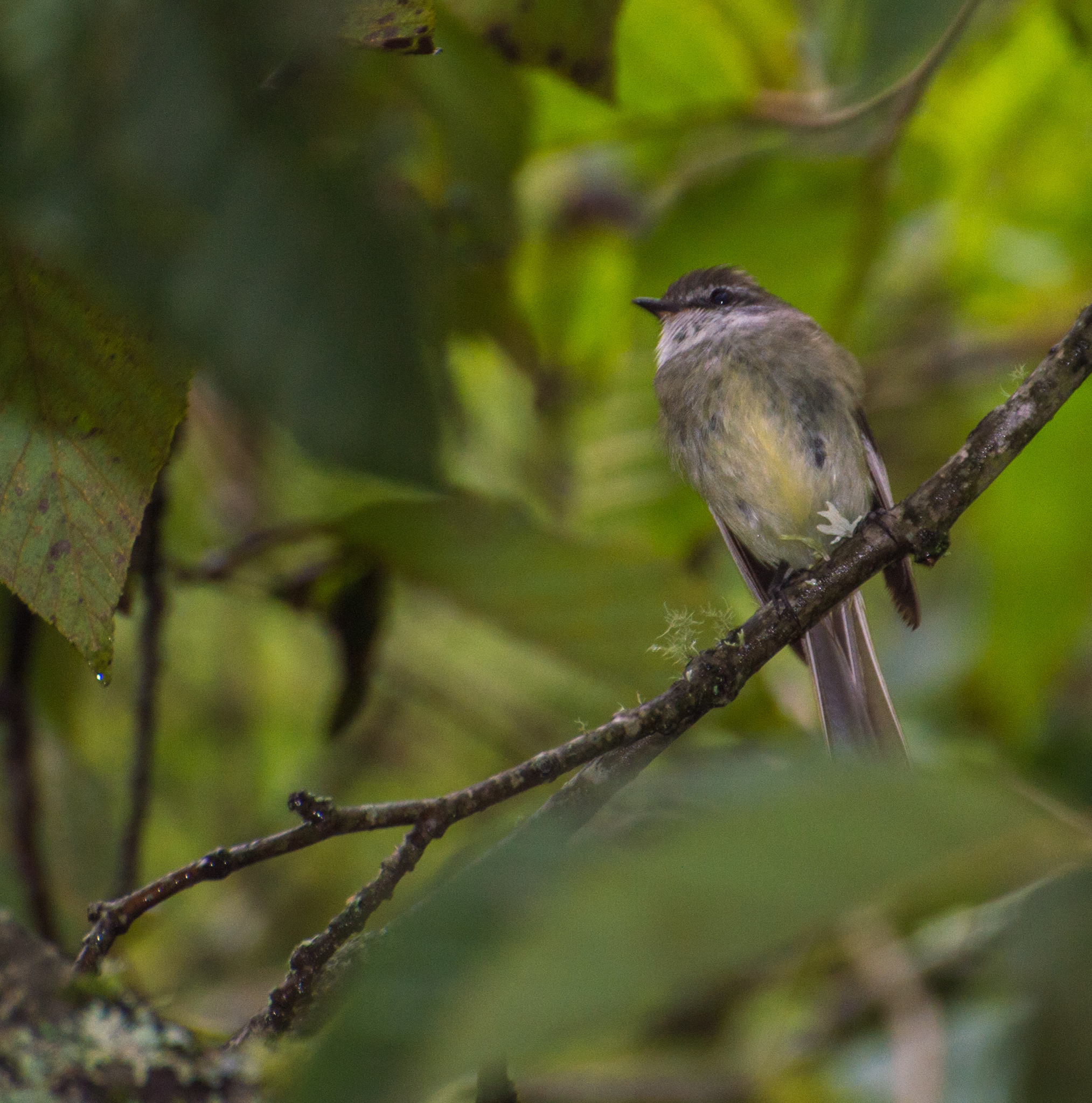 White-throated Tyrannulet (Mecocerculus leucophrys), photo 2