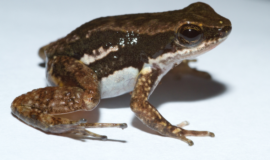 Panama Rocket Frog