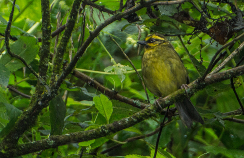 Yellow-striped Brushfinch (Atlapetes citrinellus)