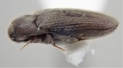 Trixagus chevrolati