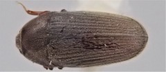 Trixagus chevrolati