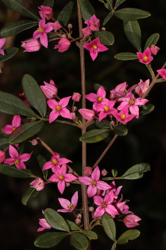 Orara Boronia (Boronia umbellata)