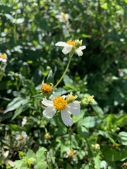 Bidens alba