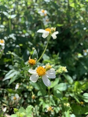 Bidens alba