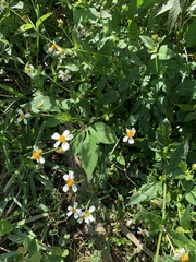 Bidens alba
