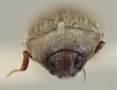 Trixagus chevrolati