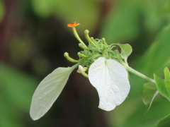 Mussaendeae