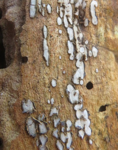 Propolis farinosa observed 2026-03-05