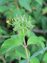 Mussaendeae