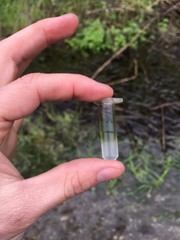 Naviculales