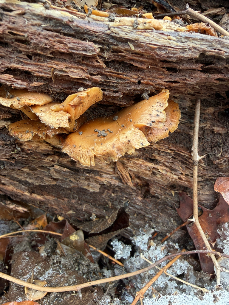 Phyllotopsis nidulans · March 2026 · photo: © betsyyyy (iNaturalist, cc-by-nc)