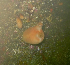 Halocynthia aurantium