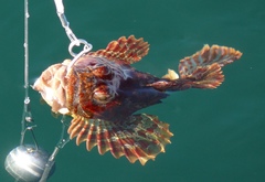 Hemilepidotus hemilepidotus