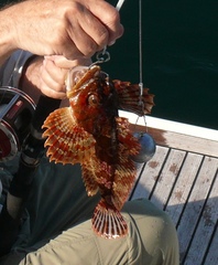 Hemilepidotus hemilepidotus