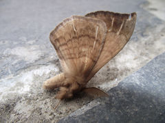 Lepidoptera