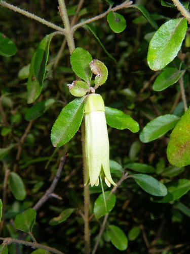 rock correa (Correa glabra)