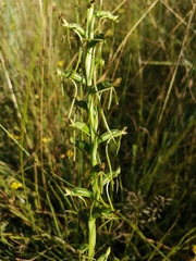 Habenaria filicornis