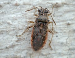 Brachycarenus tigrinus