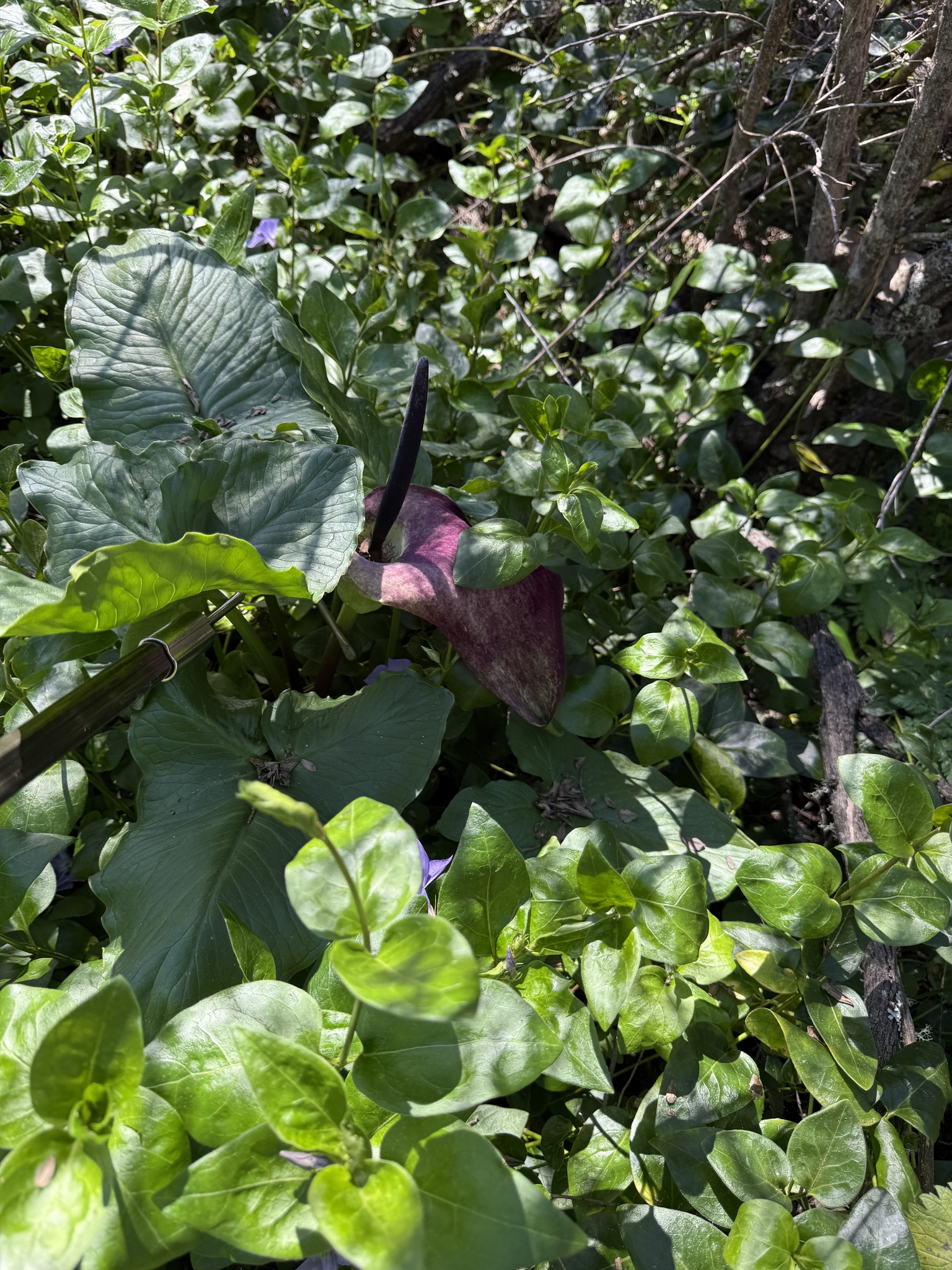 Palestine Arum (Arum palaestinum)