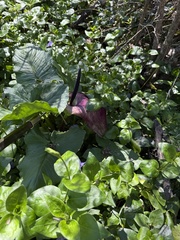 Arum palaestinum, photograph (c) Parsa Fard, some rights reserved (CC BY)