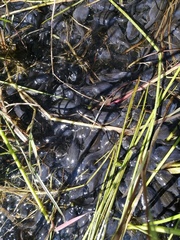 Pyxicephalus adspersus