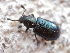 Necrobia violacea
