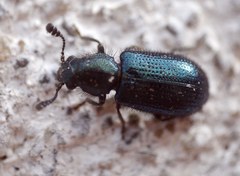 Necrobia violacea