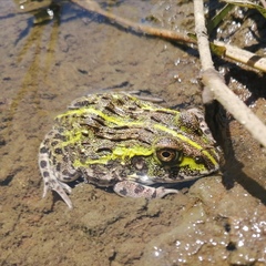 Pyxicephalus adspersus