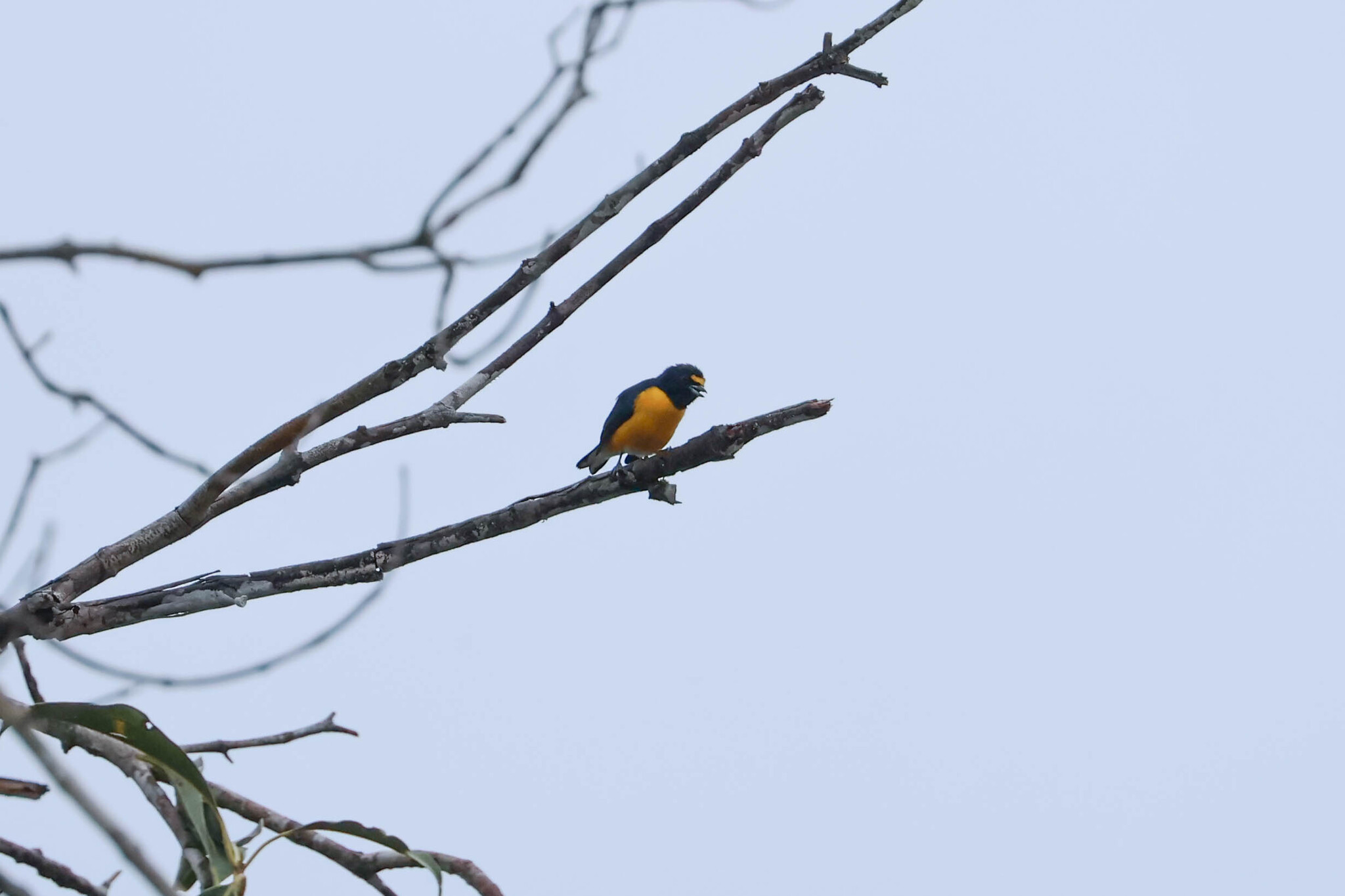 White-vented Euphonia (Euphonia minuta), photo 2