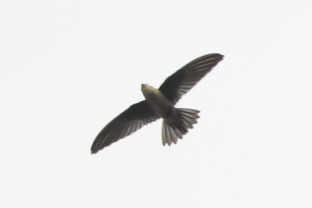 Edible-nest Swiftlet (Aerodramus fuciphagus), photo 10