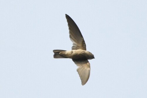 Edible-nest Swiftlet (Aerodramus fuciphagus), photo 5