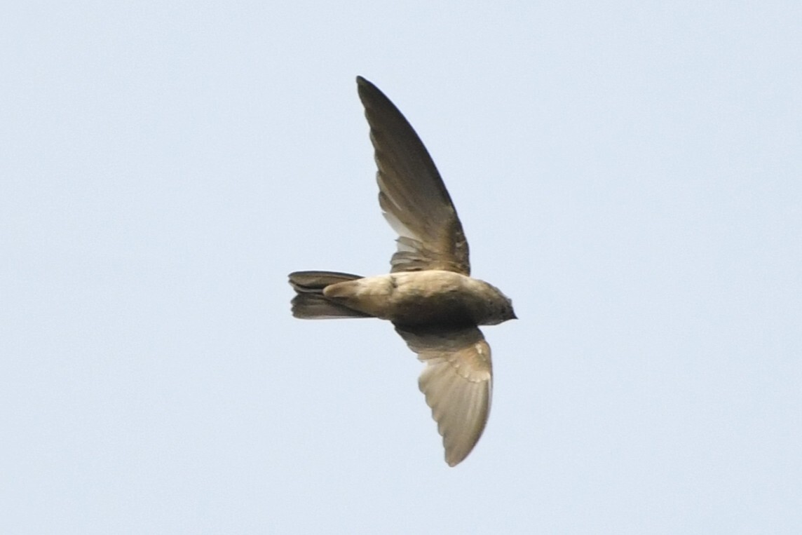 Edible-nest Swiftlet (Aerodramus fuciphagus), photo 9