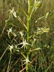 Habenaria nyikana