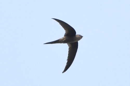 Asian Palm Swift (Cypsiurus balasiensis), photo 5