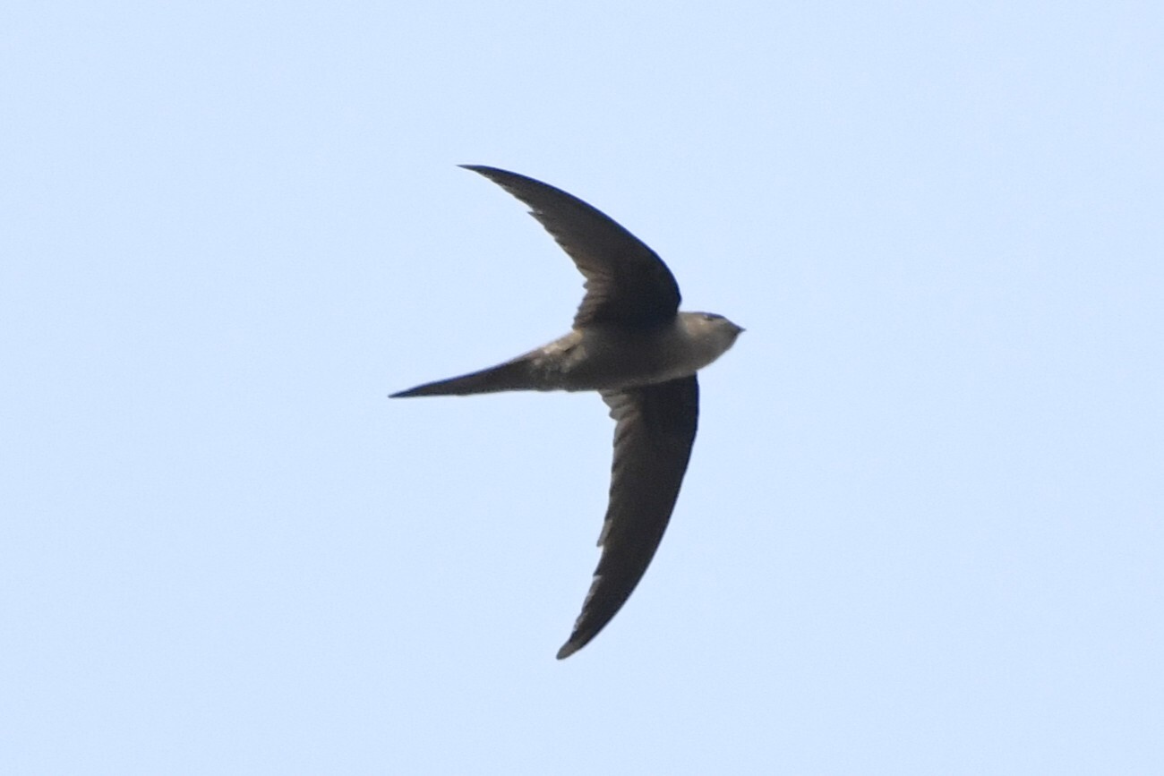 Asian Palm Swift (Cypsiurus balasiensis), photo 10