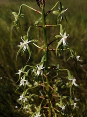Habenaria schimperiana