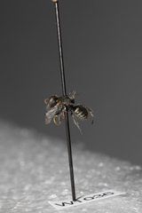 Oxybelus emarginatus