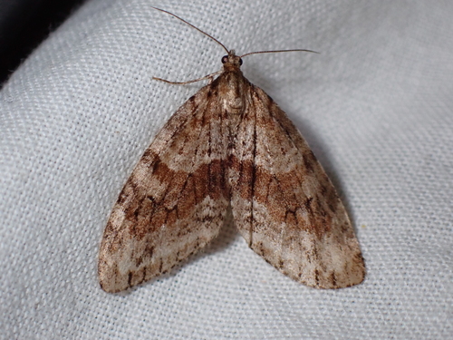 Trichopteryx polycommata